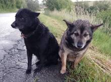 CHERRY, Hund, Mischlingshund in Slowakische Republik - Bild 7