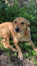LINDA, Hund, Mischlingshund in Griechenland - Bild 1
