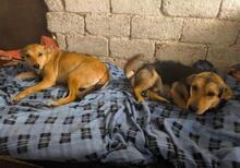 LINDA, Hund, Mischlingshund in Griechenland - Bild 2