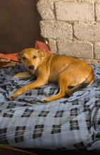 LINDA, Hund, Mischlingshund in Griechenland - Bild 3