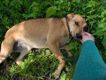 LINDA, Hund, Mischlingshund in Griechenland - Bild 4