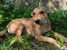 LINDA, Hund, Mischlingshund in Griechenland - Bild 5