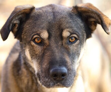 KOSTAKIS, Hund, Mischlingshund in Griechenland - Bild 1