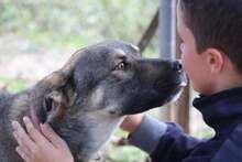KOSTAKIS, Hund, Mischlingshund in Griechenland - Bild 2