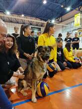 KOSTAKIS, Hund, Mischlingshund in Griechenland - Bild 3
