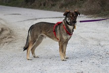 KOSTAKIS, Hund, Mischlingshund in Griechenland - Bild 4
