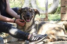 KOSTAKIS, Hund, Mischlingshund in Griechenland - Bild 5