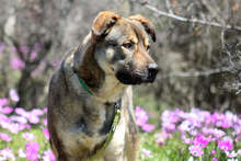 KOSTAKIS, Hund, Mischlingshund in Griechenland - Bild 6