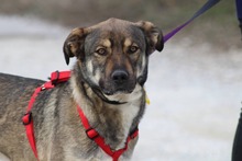 KOSTAKIS, Hund, Mischlingshund in Griechenland - Bild 7