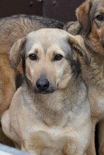 LAURA, Hund, Mischlingshund in Rumänien - Bild 1