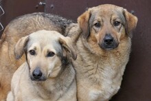 LAURA, Hund, Mischlingshund in Rumänien - Bild 2