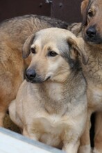 LAURA, Hund, Mischlingshund in Rumänien - Bild 3