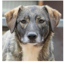 FAWN, Hund, Mischlingshund in Rumänien - Bild 1