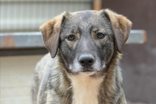 FAWN, Hund, Mischlingshund in Rumänien - Bild 2