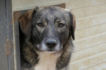 FAWN, Hund, Mischlingshund in Rumänien - Bild 3