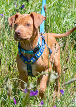 ANIS, Hund, Mischlingshund in Portugal - Bild 2