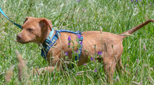 ANIS, Hund, Mischlingshund in Portugal - Bild 3