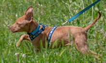ANIS, Hund, Mischlingshund in Portugal - Bild 5