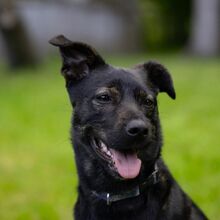 WINJA, Hund, Mischlingshund in Kiel - Bild 1