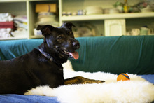 WINJA, Hund, Mischlingshund in Kiel - Bild 2