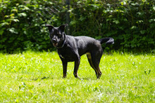 WINJA, Hund, Mischlingshund in Kiel - Bild 3