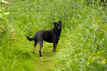 WINJA, Hund, Mischlingshund in Kiel - Bild 5