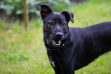 WINJA, Hund, Mischlingshund in Kiel - Bild 6