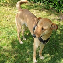 SEKANI, Hund, Baladi Desert in Dahn - Bild 1