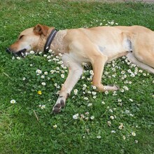 SEKANI, Hund, Baladi Desert in Dahn - Bild 2