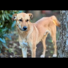 SEKANI, Hund, Baladi Desert in Dahn - Bild 3