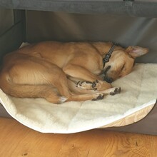 SEKANI, Hund, Baladi Desert in Dahn - Bild 4