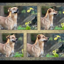 SEKANI, Hund, Baladi Desert in Dahn - Bild 5
