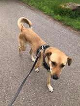 SEKANI, Hund, Baladi Desert in Dahn - Bild 6