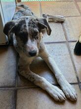 FLORA, Hund, Mischlingshund in Barsinghausen - Bild 1