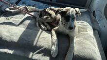 FLORA, Hund, Mischlingshund in Barsinghausen - Bild 2
