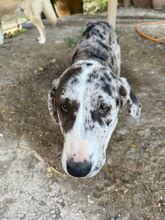 FLORA, Hund, Mischlingshund in Barsinghausen - Bild 3
