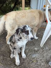 FLORA, Hund, Mischlingshund in Barsinghausen - Bild 4