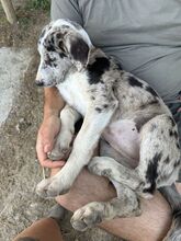 FLORA, Hund, Mischlingshund in Barsinghausen - Bild 5