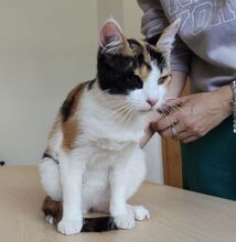 AMAPOLA, Katze, Europäisch Kurzhaar in Spanien - Bild 1