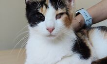 AMAPOLA, Katze, Europäisch Kurzhaar in Spanien - Bild 10