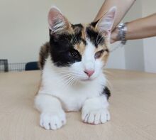 AMAPOLA, Katze, Europäisch Kurzhaar in Spanien - Bild 2