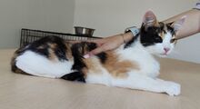 AMAPOLA, Katze, Europäisch Kurzhaar in Spanien - Bild 4