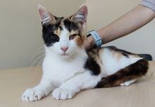 AMAPOLA, Katze, Europäisch Kurzhaar in Spanien - Bild 5