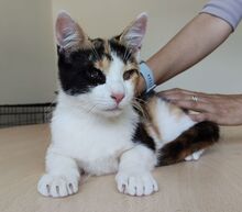 AMAPOLA, Katze, Europäisch Kurzhaar in Spanien - Bild 6
