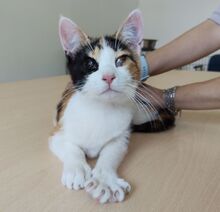 AMAPOLA, Katze, Europäisch Kurzhaar in Spanien - Bild 7