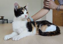AMAPOLA, Katze, Europäisch Kurzhaar in Spanien - Bild 8