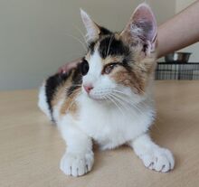 AMAPOLA, Katze, Europäisch Kurzhaar in Spanien - Bild 9