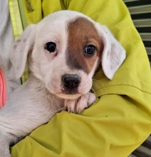 REELA, Hund, Mischlingshund in Griechenland - Bild 11