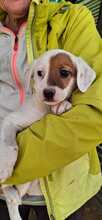 REELA, Hund, Mischlingshund in Griechenland - Bild 12