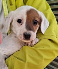 REELA, Hund, Mischlingshund in Griechenland - Bild 13